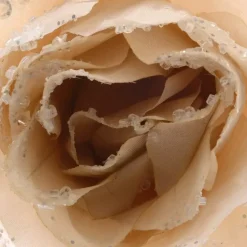 KAEMINGK Addobbi Natalizi-Fiore decorativo con pinza Rosace